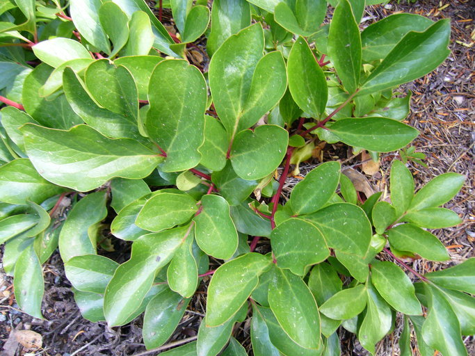 Image of <i>Paeonia broteri</i>