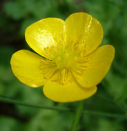 Image of Downy Buttercup