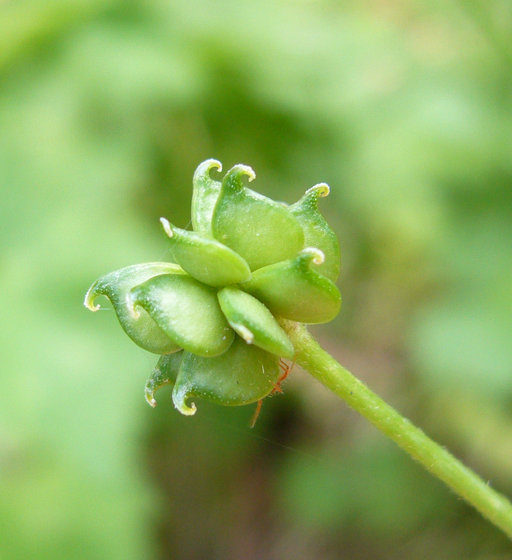 Image of Downy Buttercup