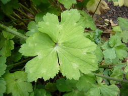 Image of Downy Buttercup