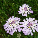 Image of Candytuft