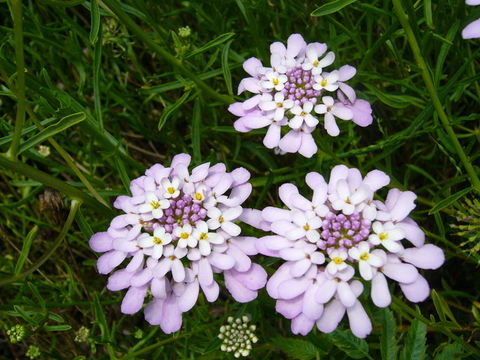 Plancia ëd Iberis linifolia L.