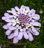 Plancia ëd Iberis linifolia L.