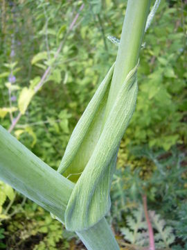 Слика од Thapsia villosa L.
