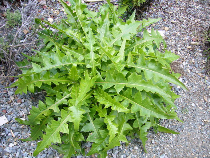 Plancia ëd Sonchus acaulis Dum.-Cours.