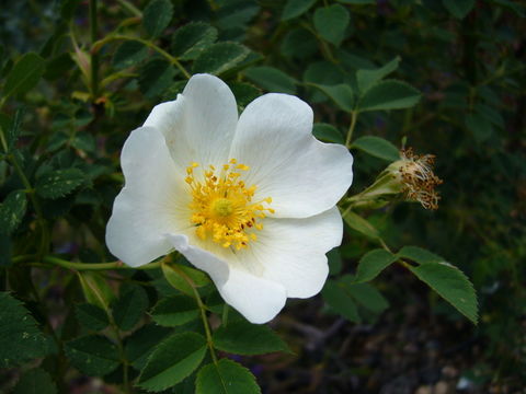 Image de Rosa obtusifolia Desv.