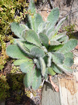 Слика од Hieracium pannosum Boiss.