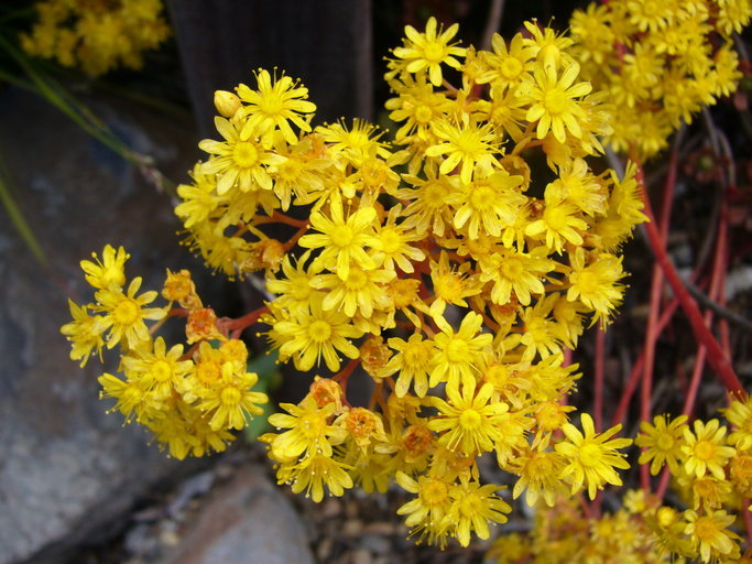 Image of Aeonium spathulatum (Hornem.) Praeger