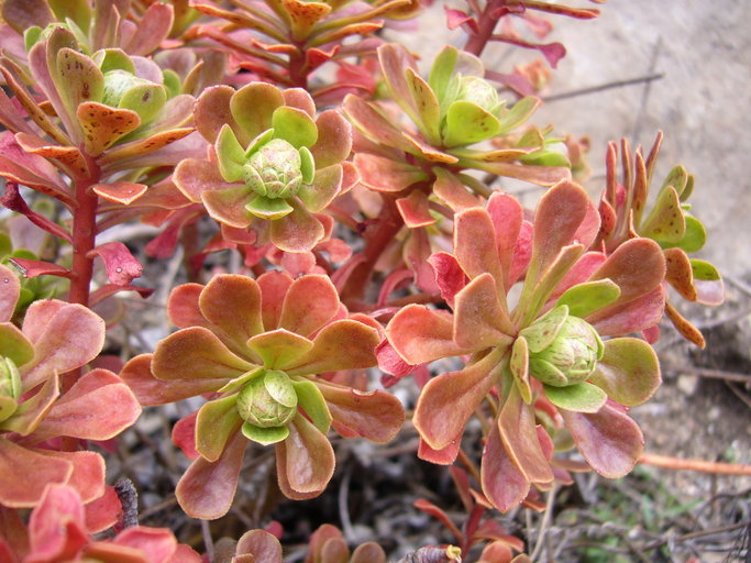 Image of Aeonium spathulatum (Hornem.) Praeger