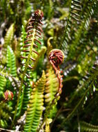 Image of <i>Blechnum penna-marina</i>