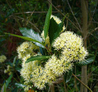 Sivun Caldcluvia paniculata D. Don kuva