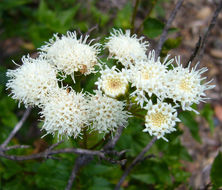 Ageratina glechonophylla (Less.) R. King & H. Rob. resmi