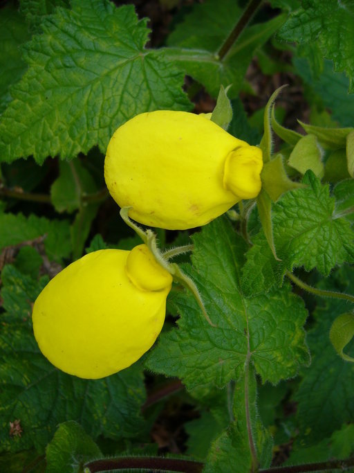 Image of Calceolaria tomentosa Ruiz & Pav.