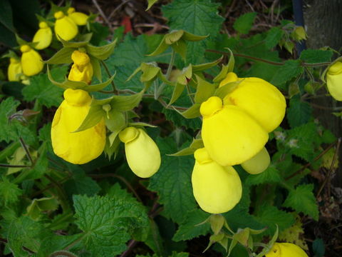 Image of Calceolaria tomentosa Ruiz & Pav.