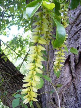 Imagem de Pterocarya stenoptera C. DC.