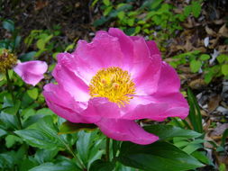 Image of Chinese peony