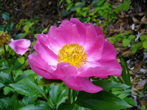 Image de Pivoine de Chine