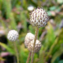 Image of Pacific anemone