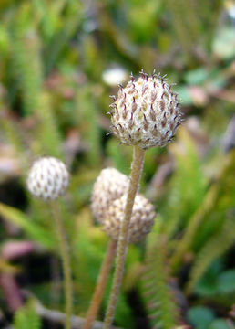 Image of Pacific anemone