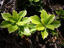 Image de Pachysandra terminalis Siebold & Zucc.