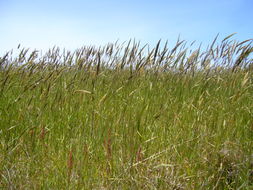 Image of Sweet vernal grass