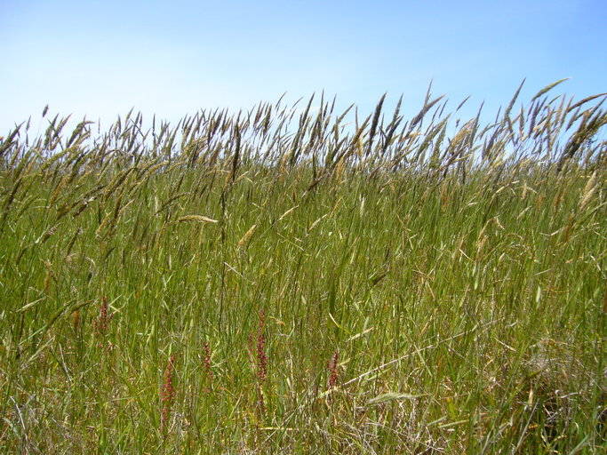 Image of Sweet vernal grass