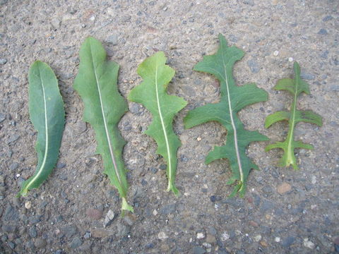 Image of prickly lettuce