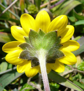 Imagem de Lasthenia californica subsp. macrantha (A. Gray) R. Chan