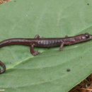 Image of Arboreal Splayfoot Salamander