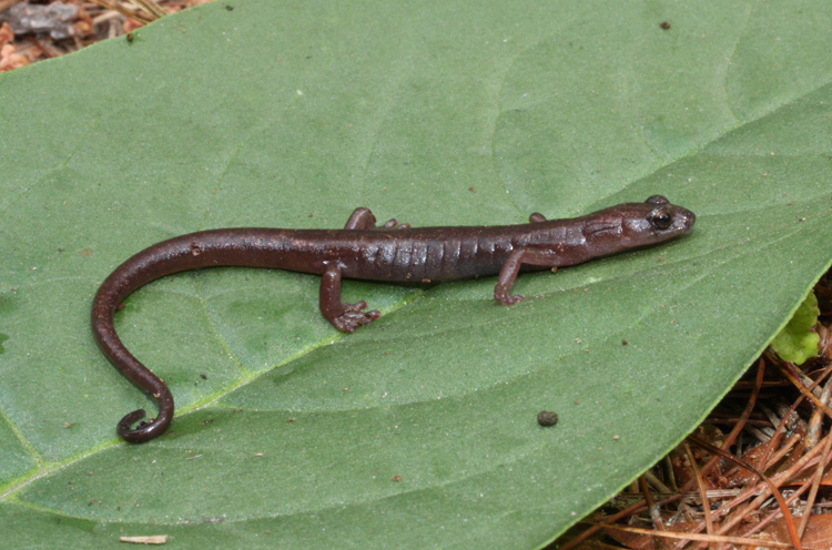 Image of Arboreal Splayfoot Salamander