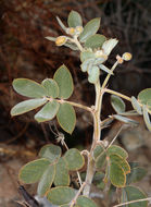 Image of Coues' cassia