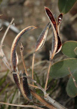 Plancia ëd Senna covesii (A. Gray) H. S. Irwin & Barneby