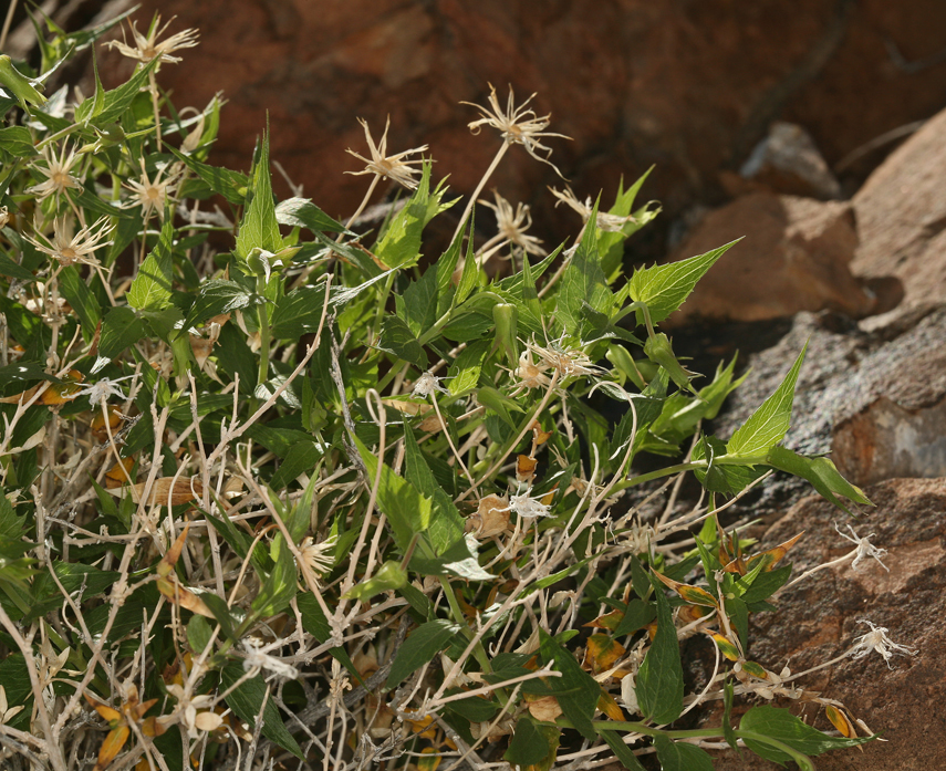 Image of <i>Brickellia atractyloides</i> var. <i>arguta</i>