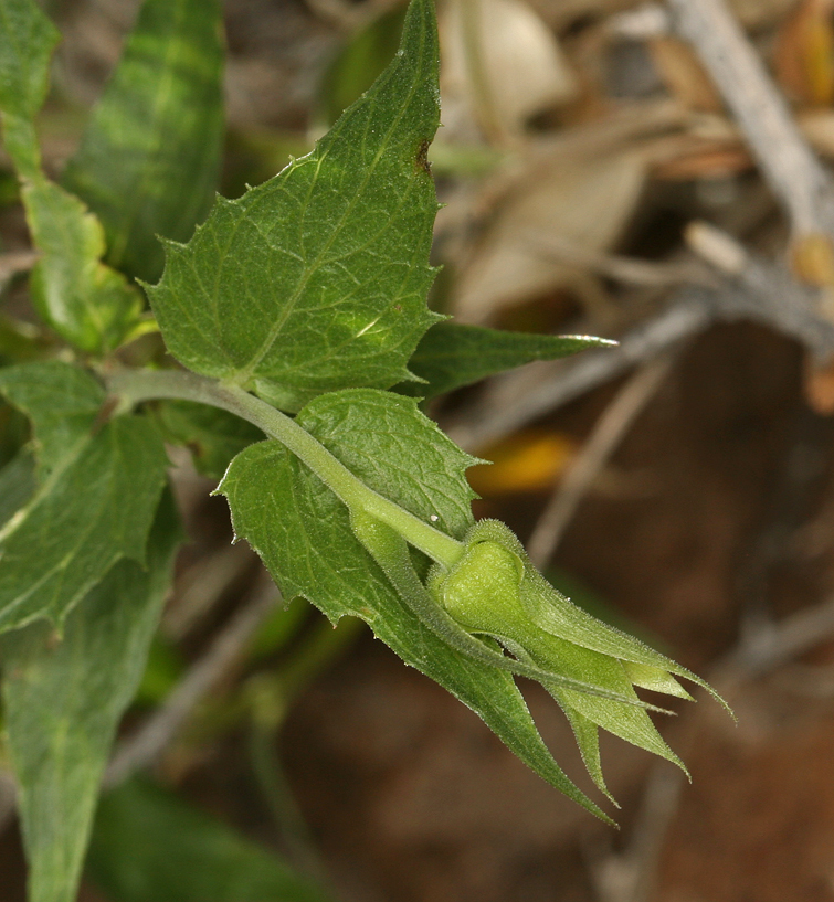 Image of <i>Brickellia atractyloides</i> var. <i>arguta</i>