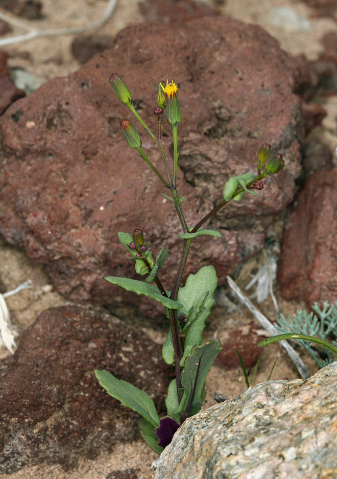 Image of Mojave ragwort