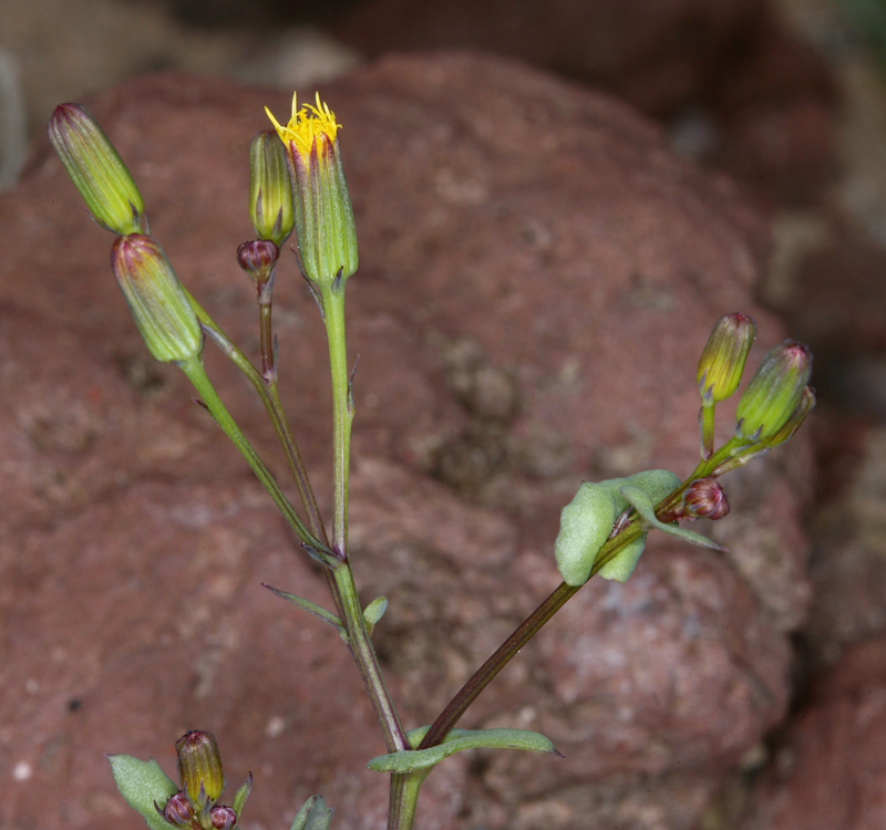 Image of Mojave ragwort