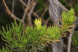 Image of Schott's pygmycedar