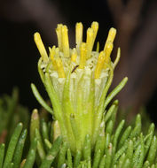 Image of Schott's pygmycedar