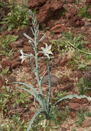 Image of desert lily