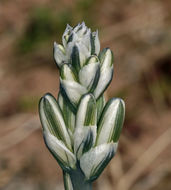 Image of desert lily