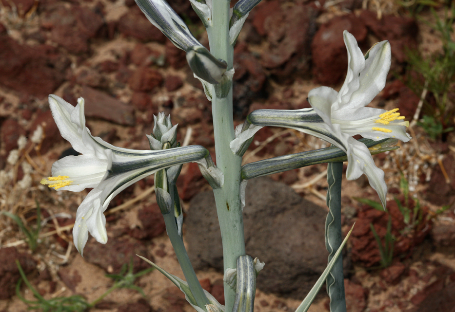 Image of desert lily