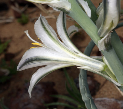 Image de Hesperocallis undulata A. Gray