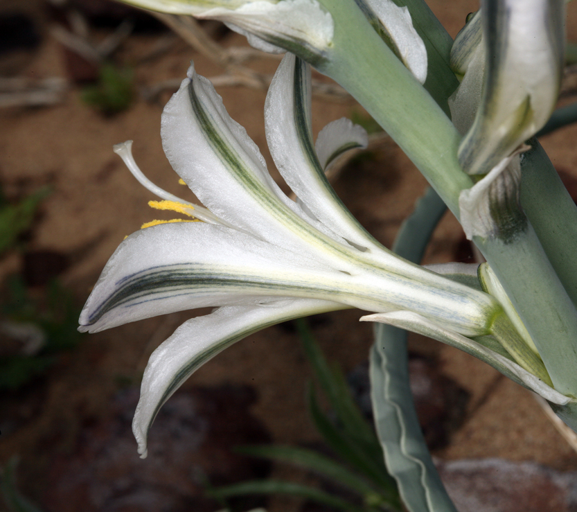 Image of desert lily