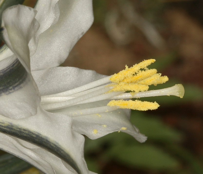 Image of desert lily