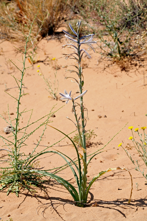 Image of desert lily