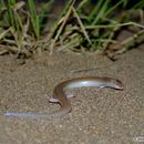 Image of Indian Sand Swimmer