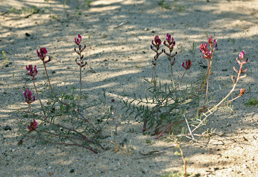 Image de Astragalus casei A. Gray