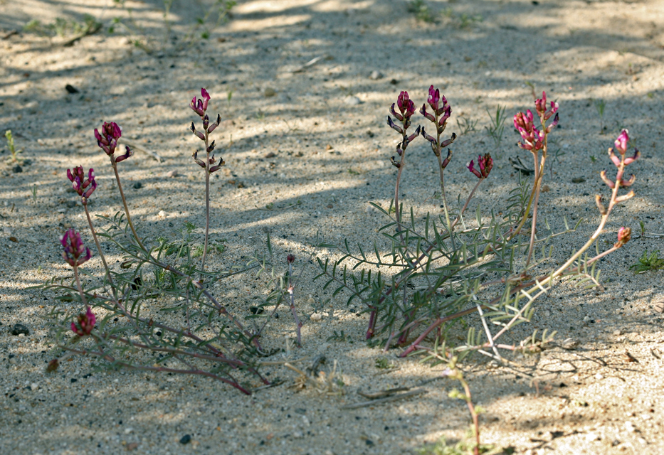 Imagem de Astragalus casei A. Gray