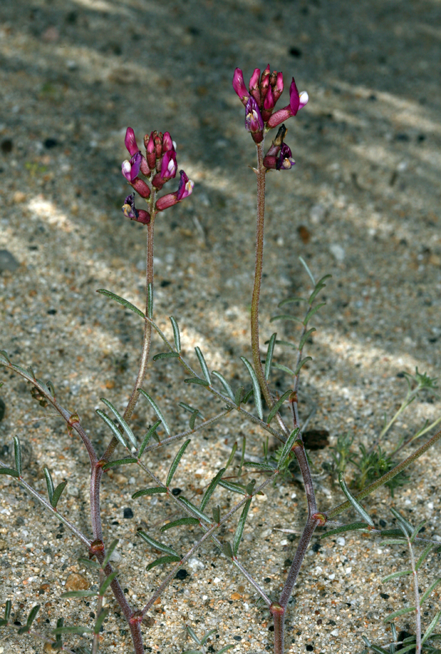 Imagem de Astragalus casei A. Gray