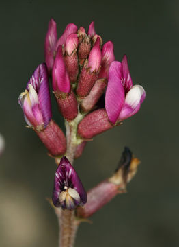 Image de Astragalus casei A. Gray